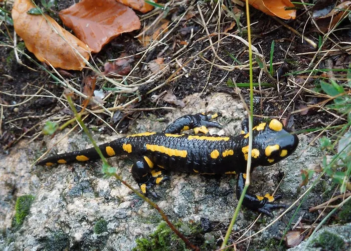 Blockhaus Bodefall By Interhome Дом отдыха *